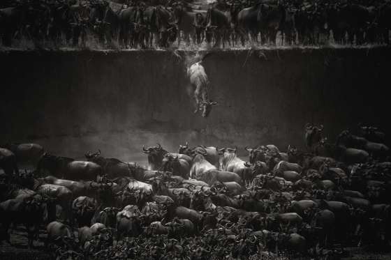 leap-of-faith-jump-of-the-wildebeest-nga-nicole-cambre