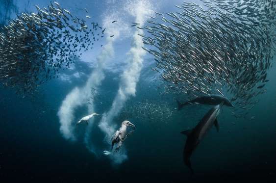 sardine-run-nga-greg-lecoeur