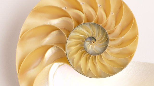 Nautilus Shell.