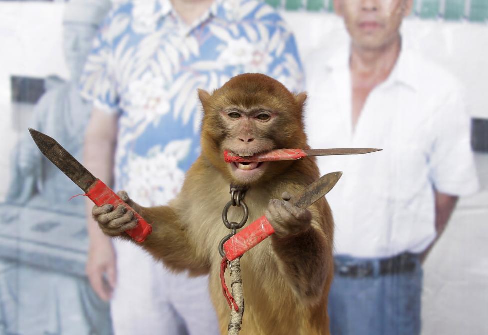 A monkey catches knives as it balances on a board during a daily training session at a monkey farm in Baowan village