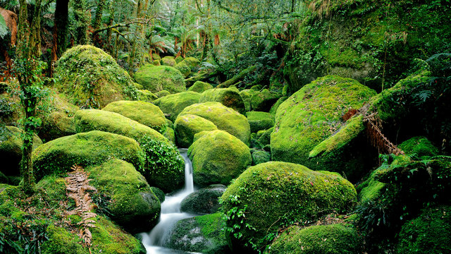 Carters Creek, flowing through moss-covered boulders , Bemboka Section, South East Forest National Park, New South Wales, Australia