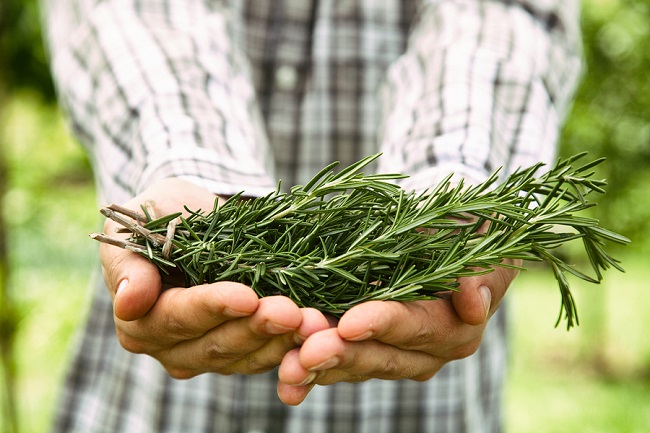 Herb Rosemary. Gardener is holding bunches of fresh rosemary.