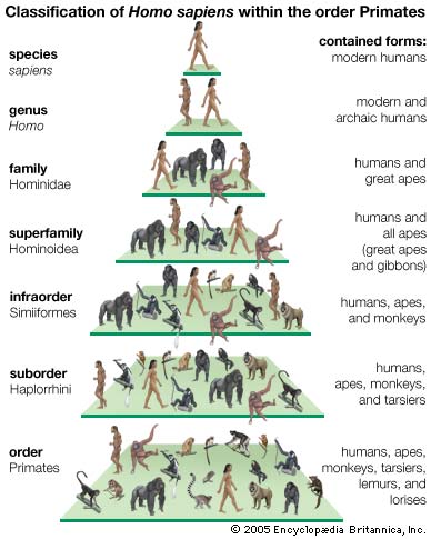 biolog