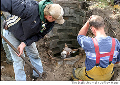 donkey-in-pit