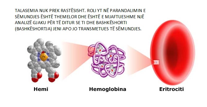 hemoglobina-dhe-eritrocitet