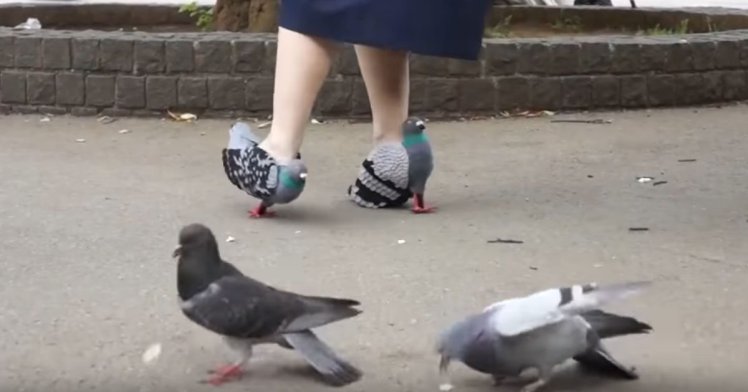 Pigeon Shoes METRO GRAB: Lots of sites have used, no credit http://www.artsslam.com/art/2017/05/japanese-woman-spotted-wearing-heels-that-look-exactly-like-pigeons/ http://mymodernmet.com/pigeon-shoes-diy/ http://www.boredpanda.com/pigeon-shoes-japanese-woman/ https://daily.afisha.ru/infoporn/5535-kurly-kurly-devushka-sdelala-tufli-v-vide-sizokrylyh-golubey/ Credit: Kyoto Ohata