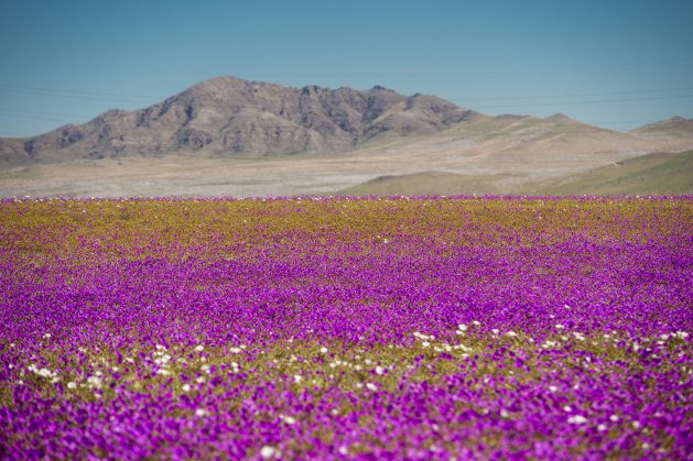 Flowers bloom at the Huasco region on the Atacama desert, some 600 km north of Santiago, on August 26,2017. In years of very heavy seasonal rains a natural phenomenon known as the Desert in Bloom occurs, making the seeds of some 200 desert plants to germinate suddenly some two months after the precipitations. / AFP PHOTO / MARTIN BERNETTI        (Photo credit should read MARTIN BERNETTI/AFP/Getty Images)