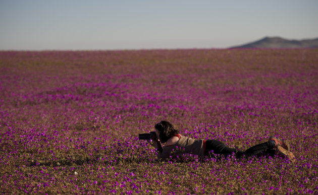 A photographer takes pictures of flowers blooming in the Huasco region on the Atacama desert, some 600 km north of Santiago, on August 26,2017. A gigantic mantle of multicolored flowers covers the Atacama Desert, the driest in the world. In years of very heavy seasonal rains a natural phenomenon known as the Desert in Bloom occurs, making the seeds of some 200 desert plants to germinate suddenly some two months after the precipitations. / AFP PHOTO / MARTIN BERNETTI        (Photo credit should read MARTIN BERNETTI/AFP/Getty Images)