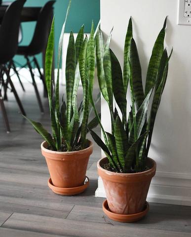 sanseveria