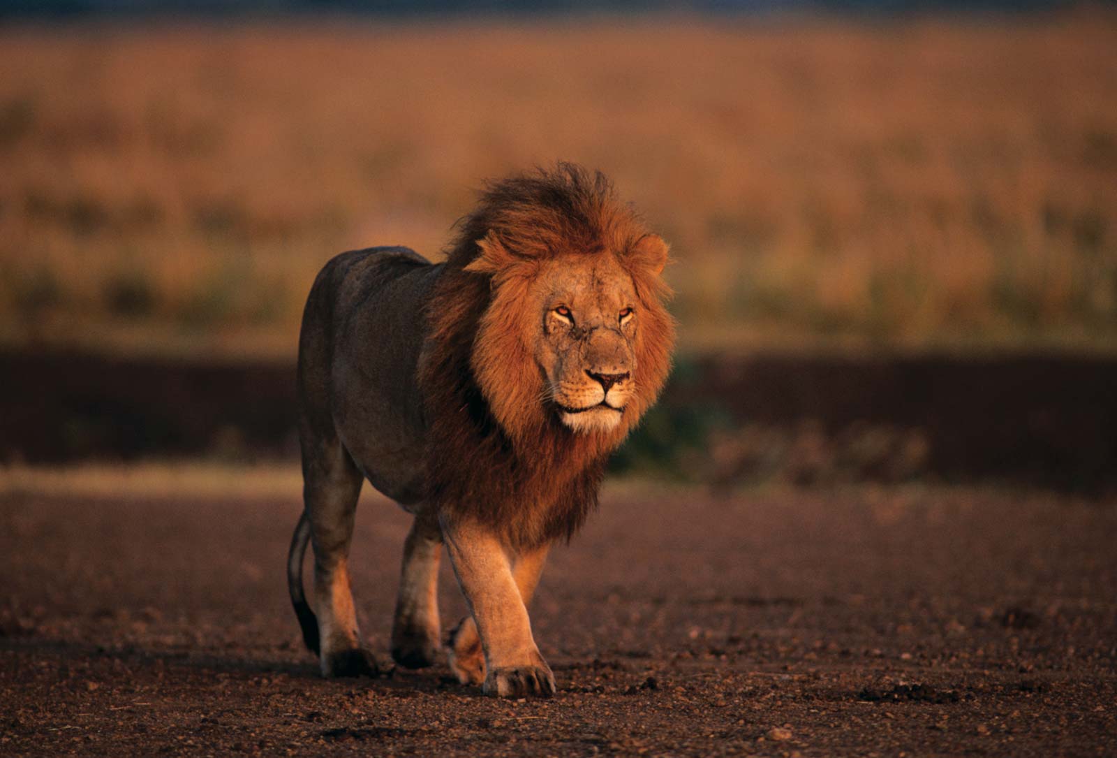 lion-kenya-masai-mara-national-reserve
