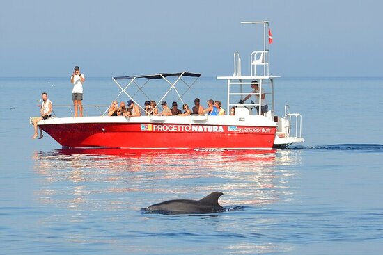 delfin-gjueti