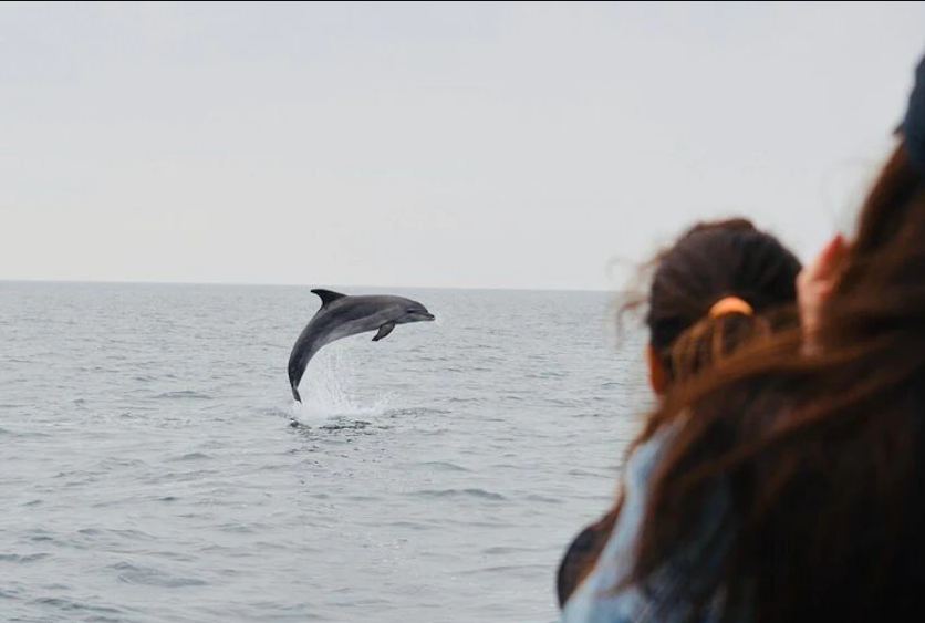 delfin