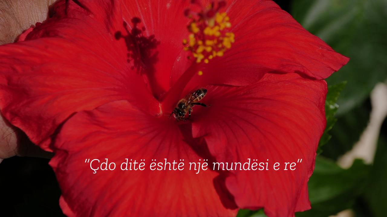 cdo-dite-eshte-nje-mundesi-e-re