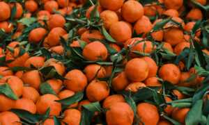 mandarine