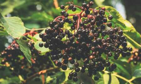 elderberry