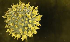 nipah-virus